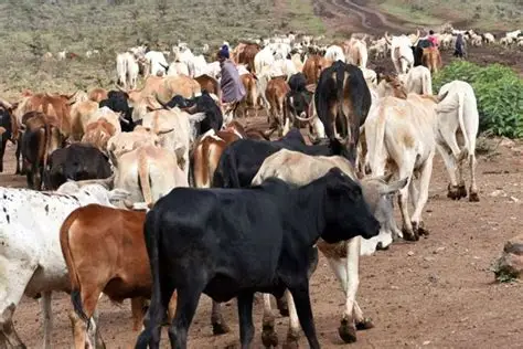 LIVESTOCK OFFTAKE