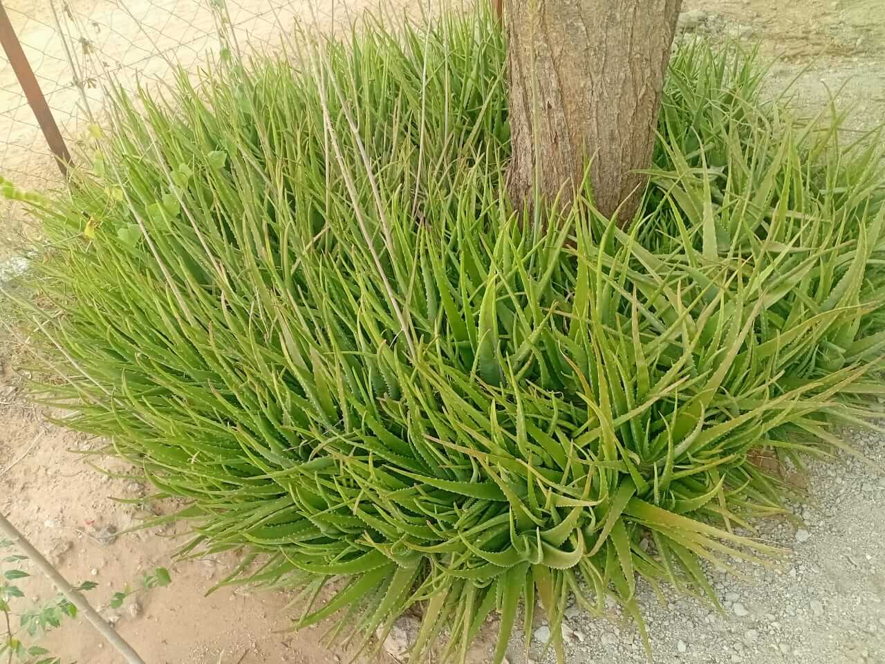 Climate-Smart Agriculture in Turkana