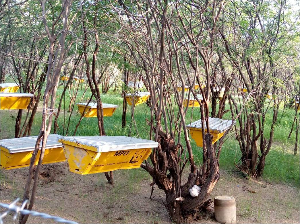 Beekeeping along Lake Turkana